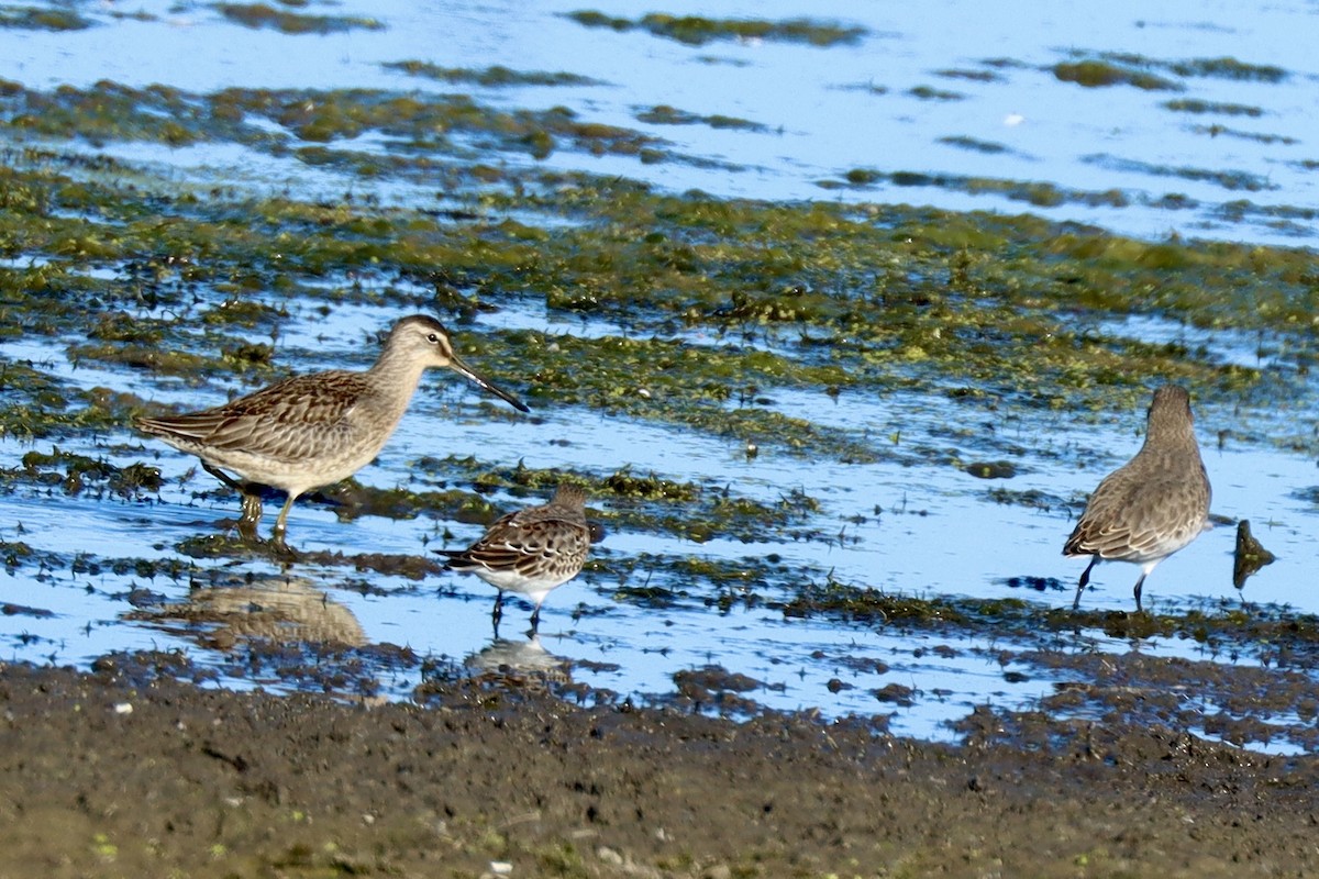 Weißbürzel-Strandläufer - ML643628217