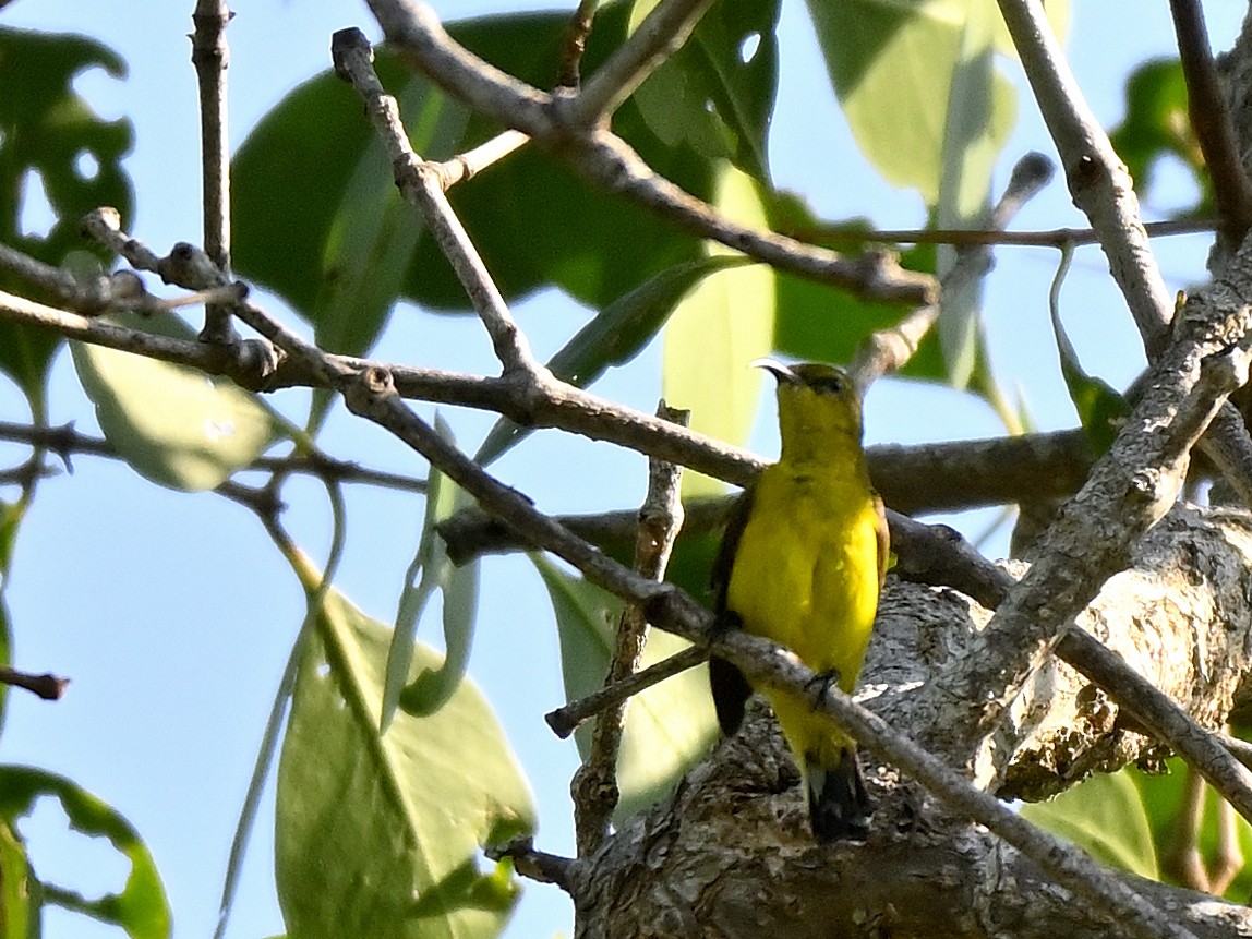 Ornate Sunbird - ML643628219
