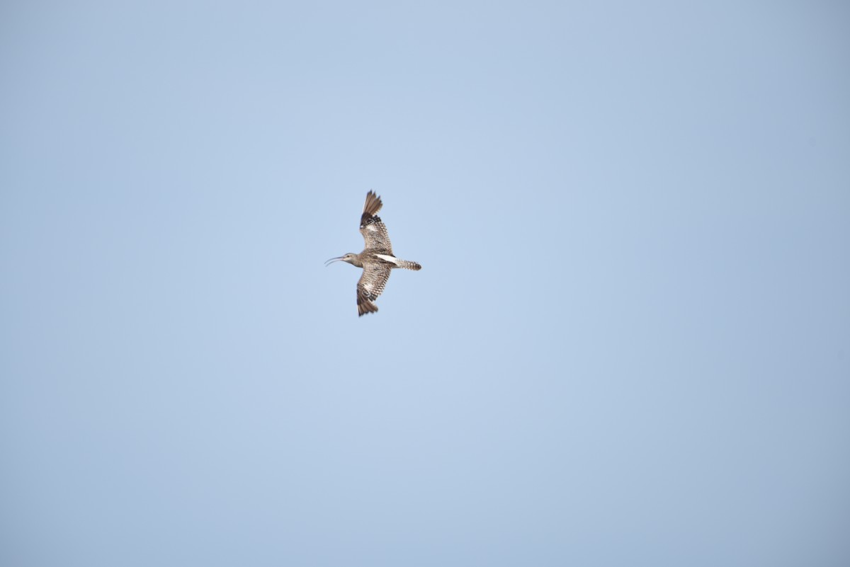 Whimbrel - ML643628222