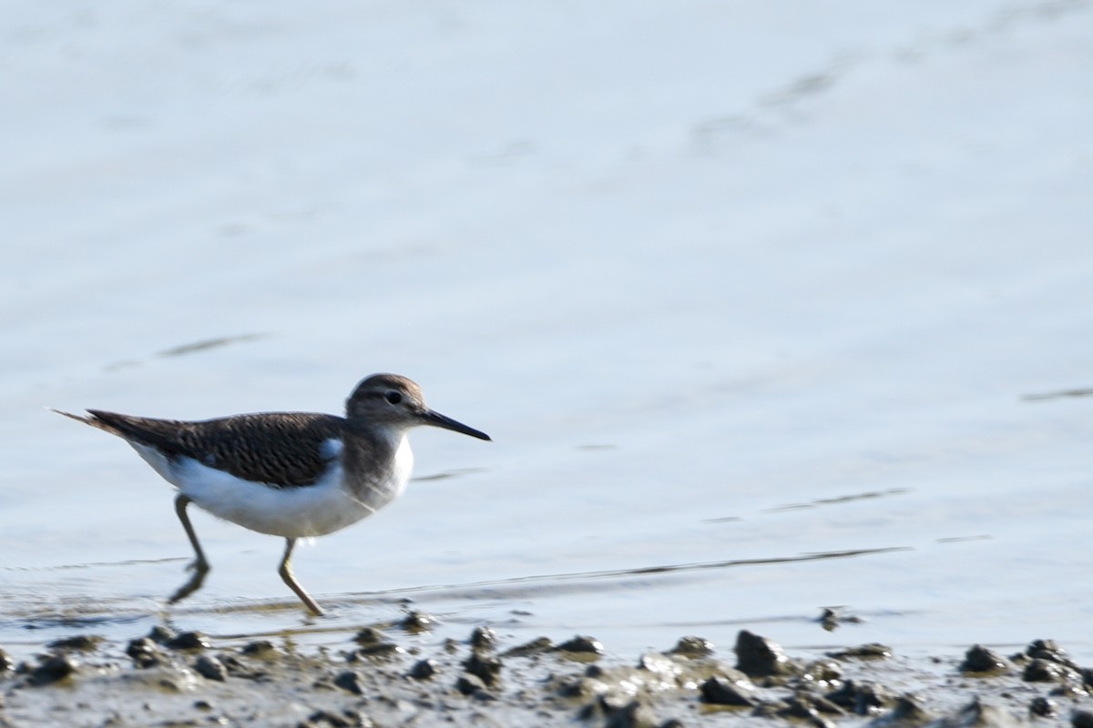 Common Sandpiper - ML643628256