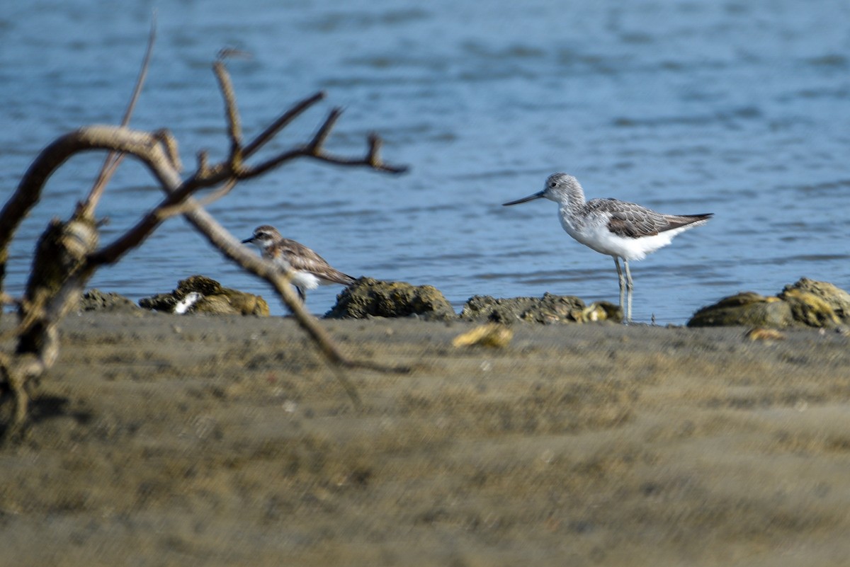 Common Greenshank - ML643628266