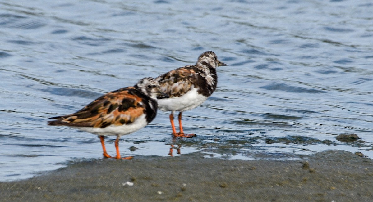 Ruddy Turnstone - ML643628275
