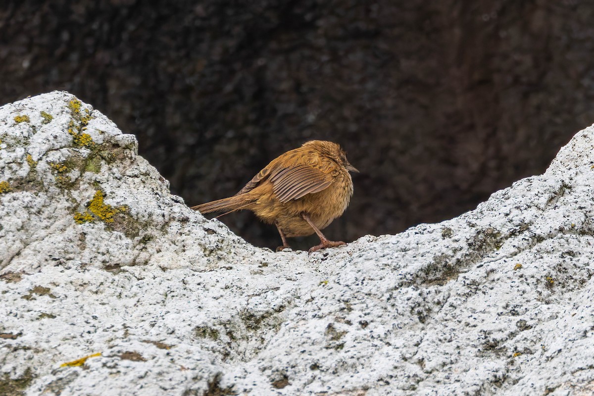 New Zealand Fernbird (Snares) - ML643628289