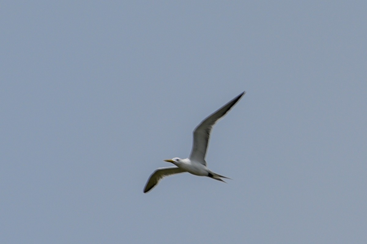 Great Crested Tern - ML643628302