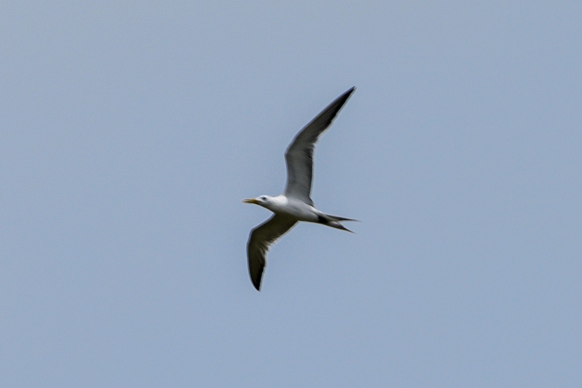 Great Crested Tern - ML643628303