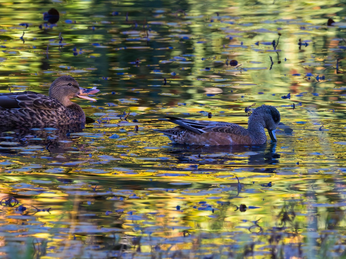 Canard d'Amérique - ML643628314