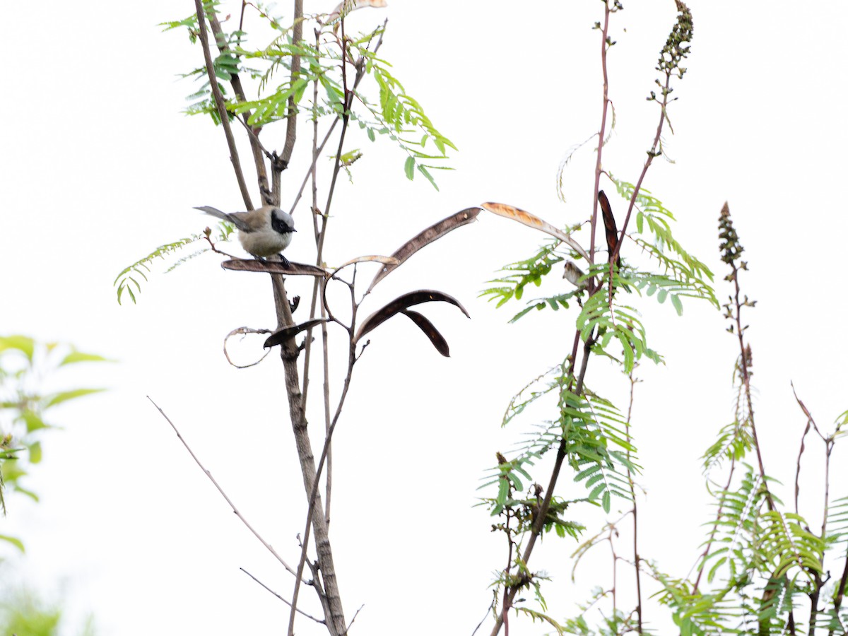 Bushtit - ML643628316