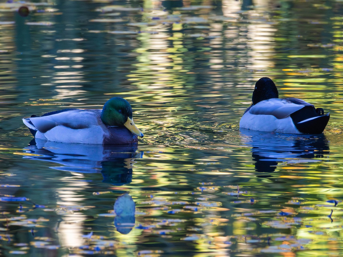 Canard colvert - ML643628317