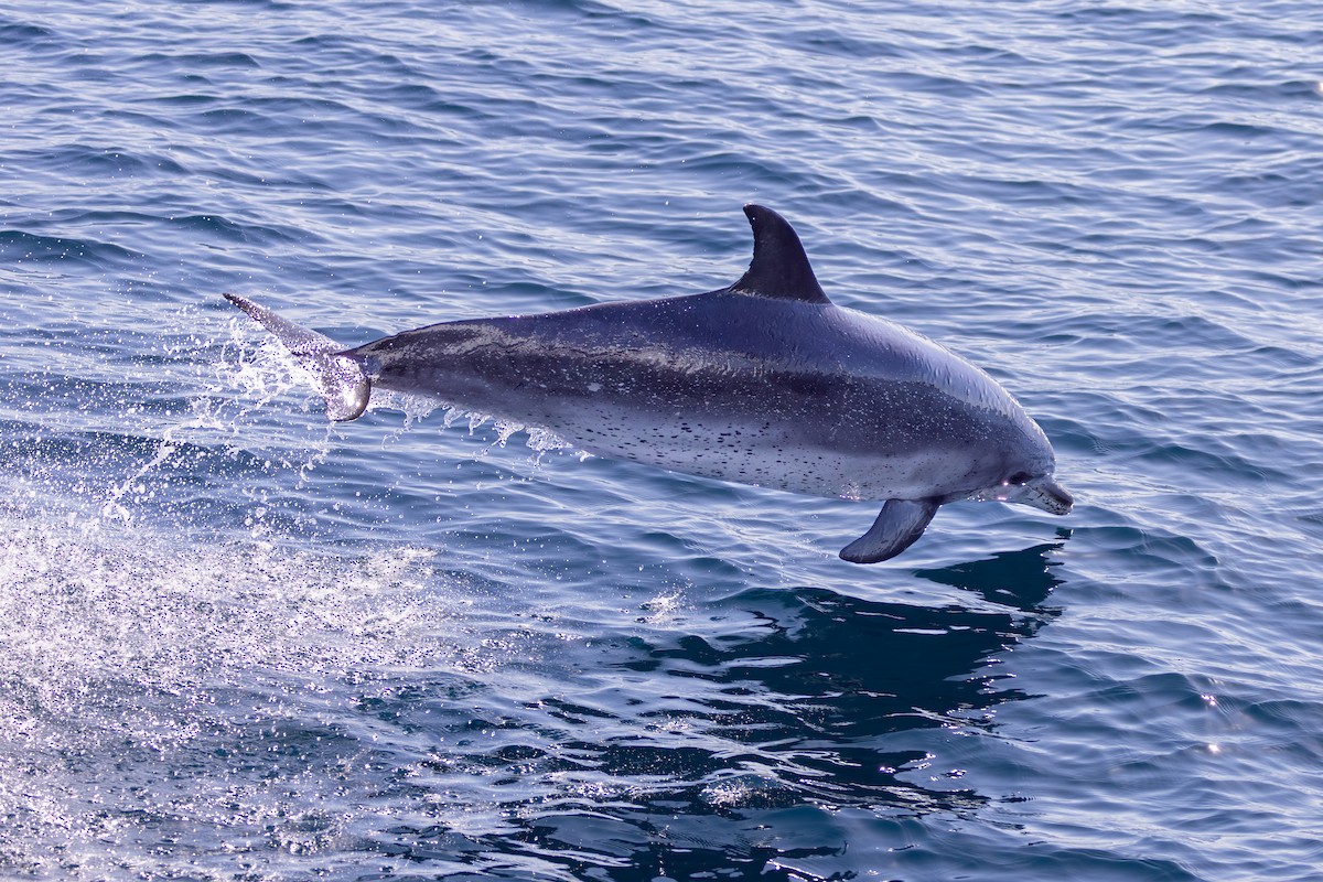Atlantic Spotted Dolphin - ML643628363