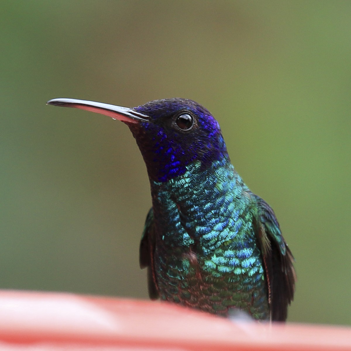 Golden-tailed Sapphire - ML643628385