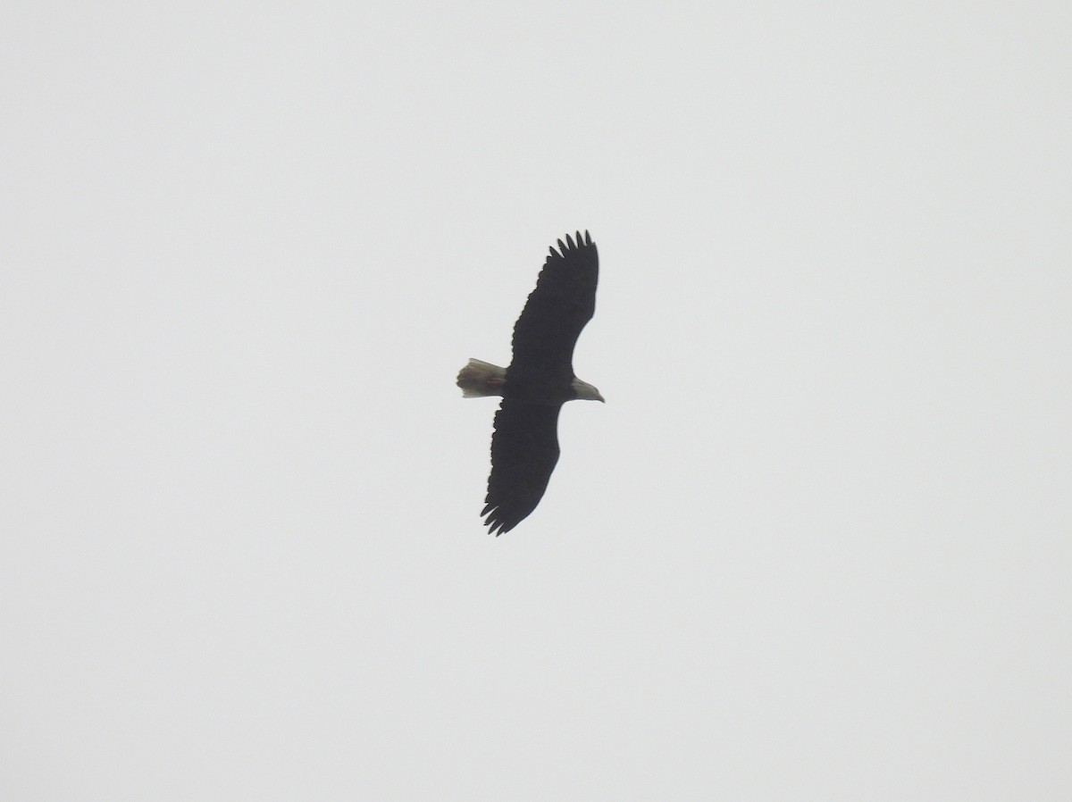 Bald Eagle - ML643628395