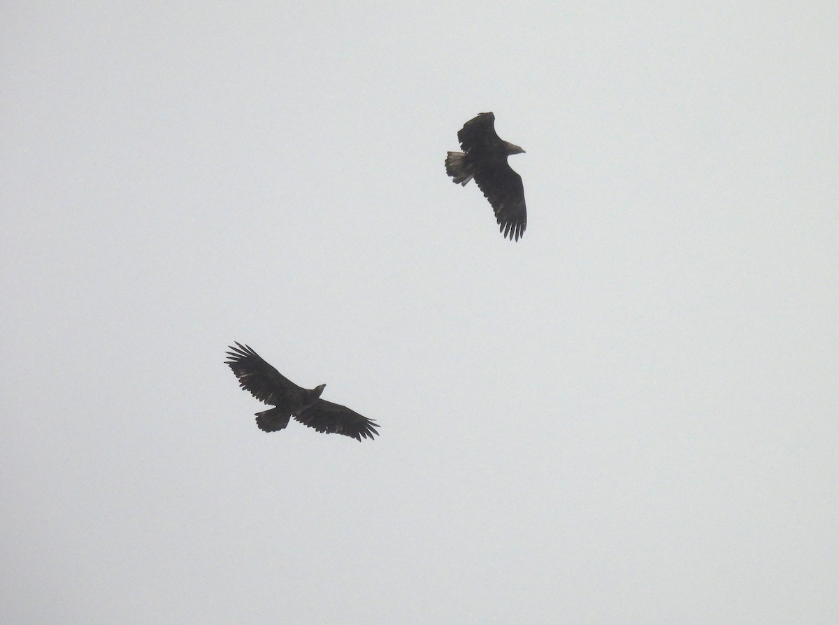 Bald Eagle - ML643628396