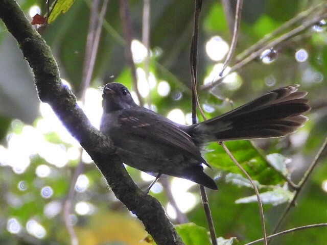 Samoan Fantail - ML643628440