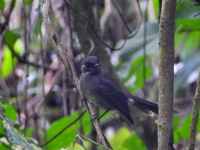 Samoan Fantail - ML643628441