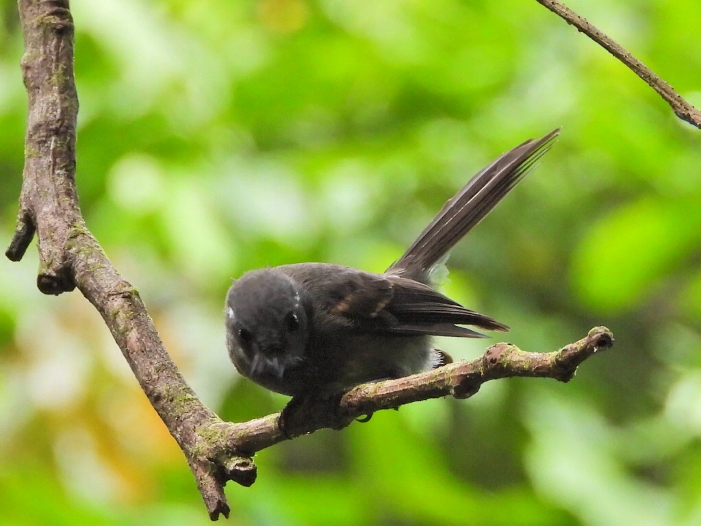 Samoan Fantail - ML643628442