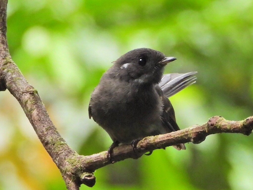 Samoan Fantail - ML643628443