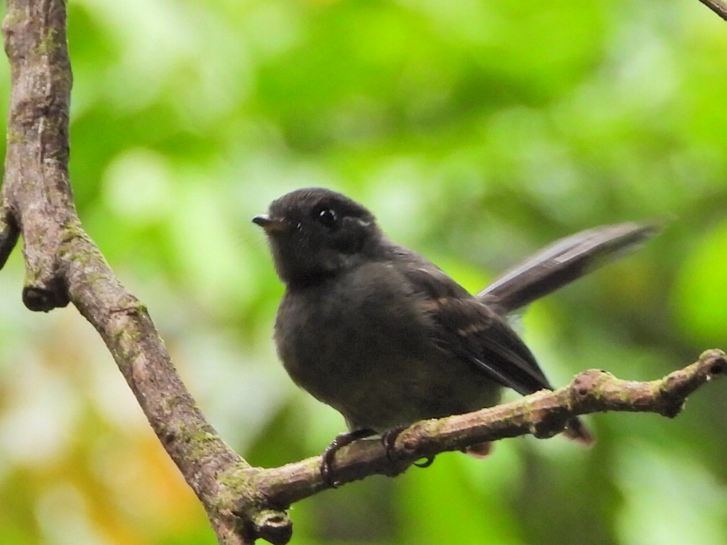 Samoan Fantail - ML643628444