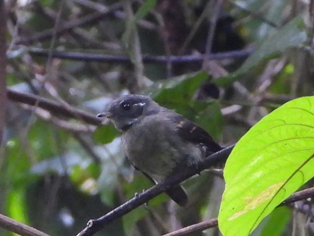 Samoan Fantail - ML643628445