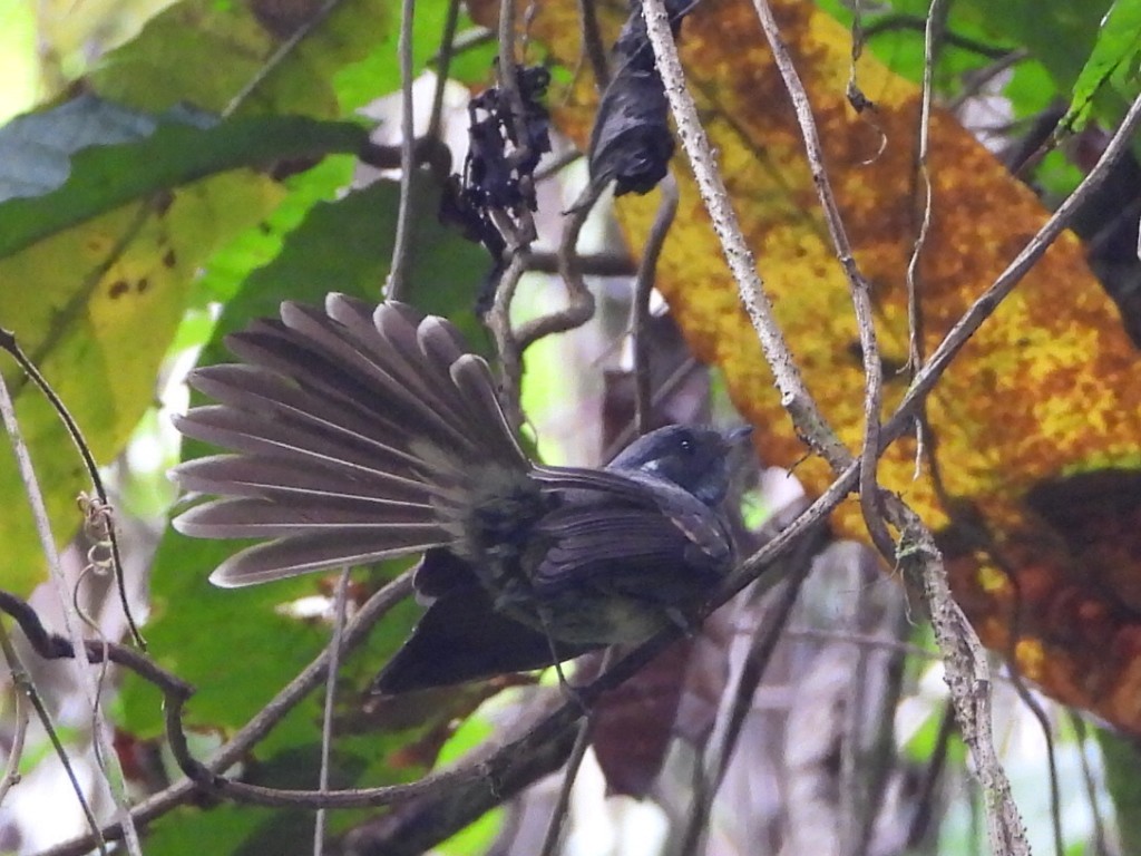 Samoan Fantail - ML643628446
