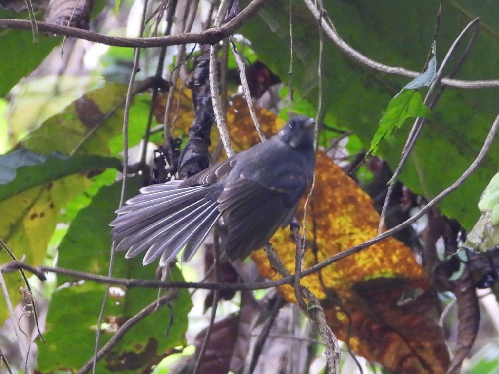 Samoan Fantail - ML643628447