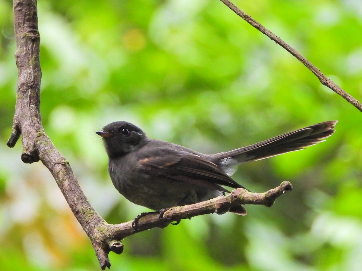 Samoan Fantail - ML643628448