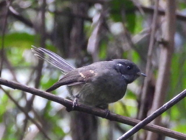 Samoan Fantail - ML643628449
