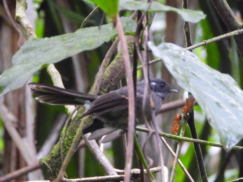 Samoan Fantail - ML643628450