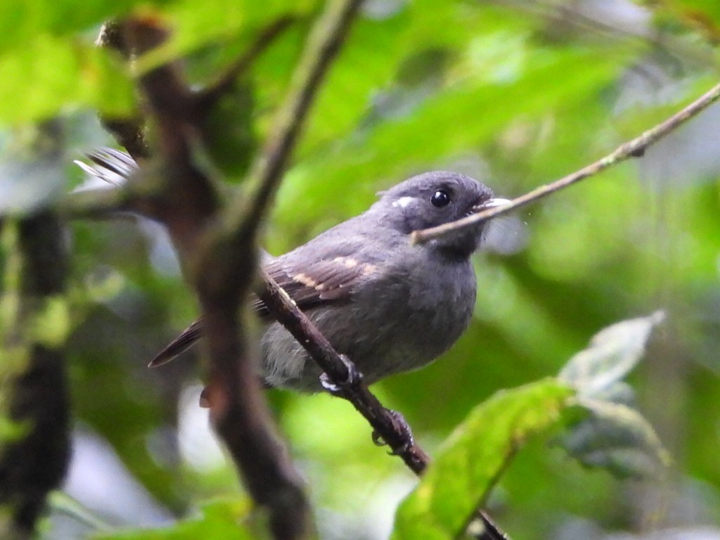 Samoan Fantail - ML643628451