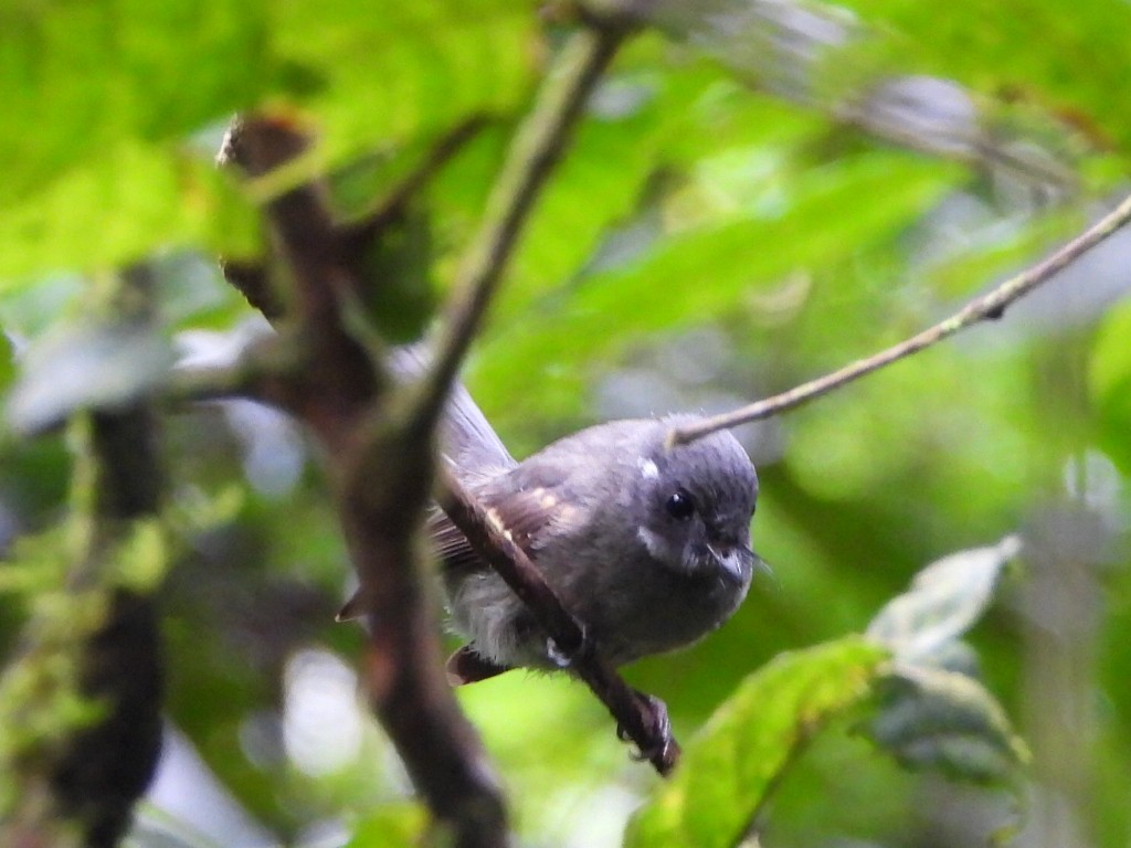 Samoan Fantail - ML643628452
