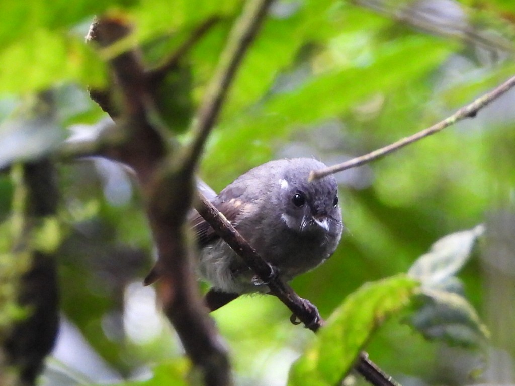 Samoan Fantail - ML643628453