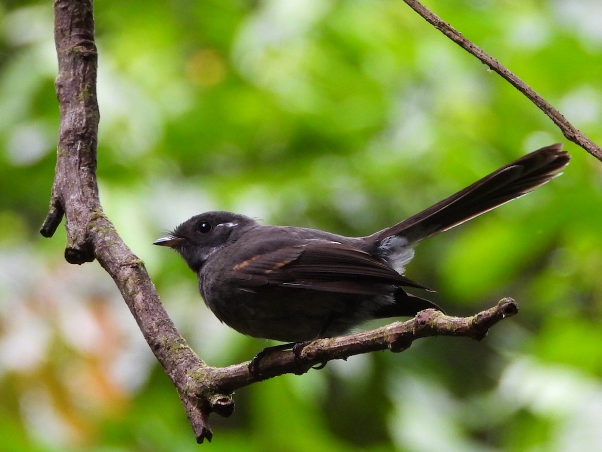 Samoan Fantail - ML643628454