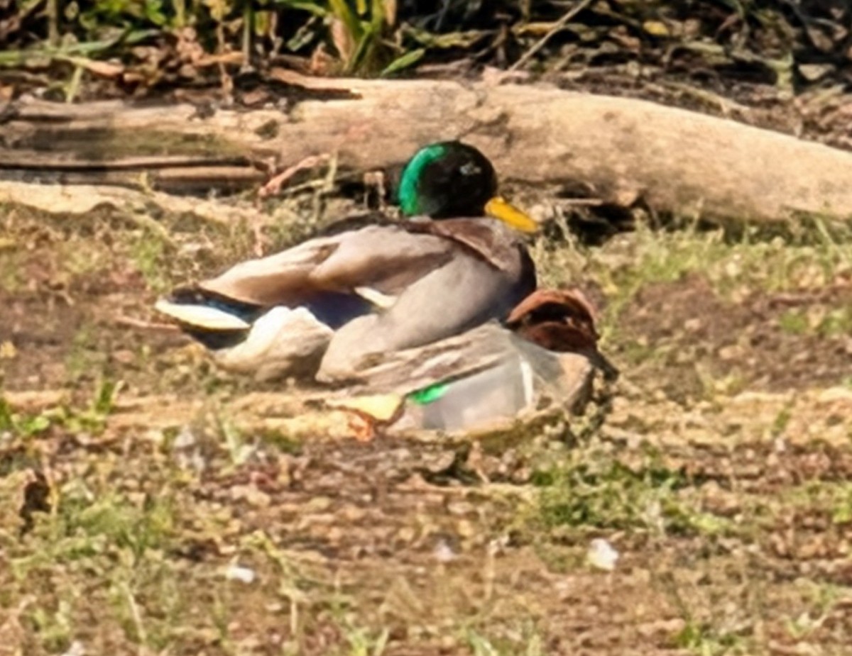 Green-winged Teal - ML643628470