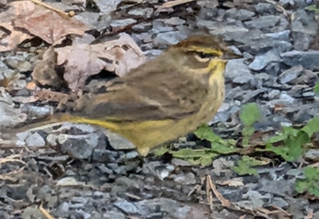 Palm Warbler - ML643628494