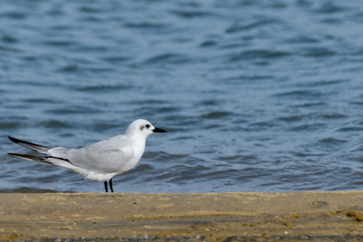 Gull-billed Tern - ML643628515