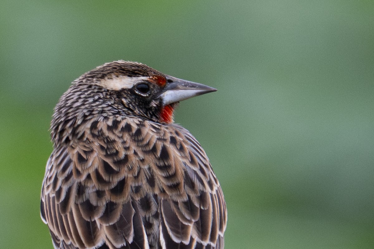 Peruvian Meadowlark - ML643628544