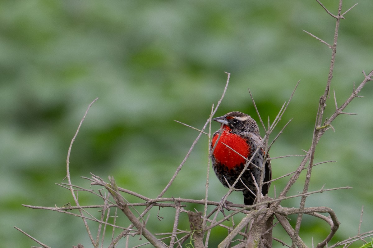Peruvian Meadowlark - ML643628546