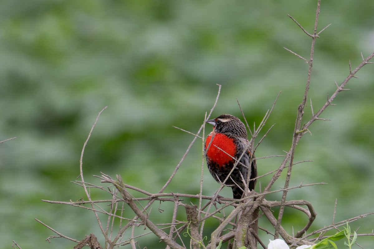 Peruvian Meadowlark - ML643628548