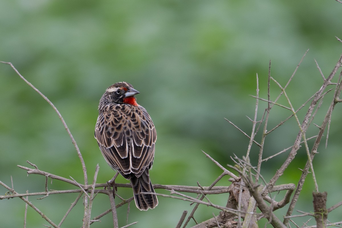 Peruvian Meadowlark - ML643628550