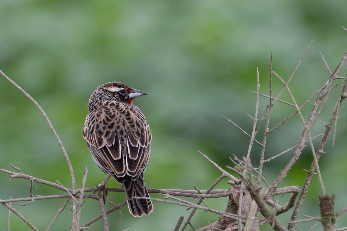 Peruvian Meadowlark - ML643628551