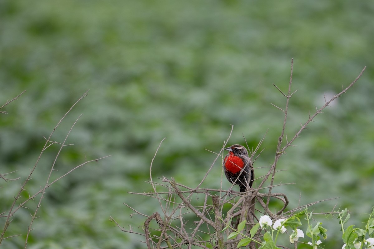 Peruvian Meadowlark - ML643628552