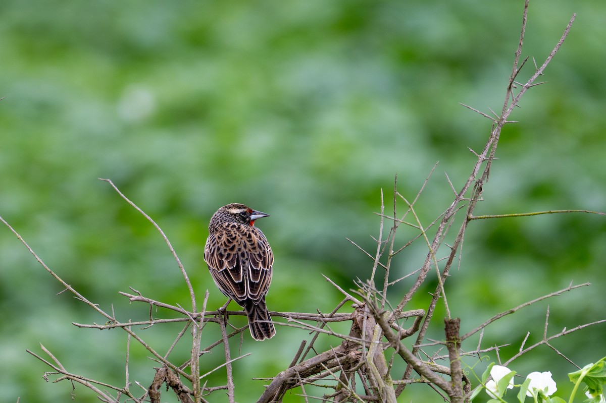 Peruvian Meadowlark - ML643628553