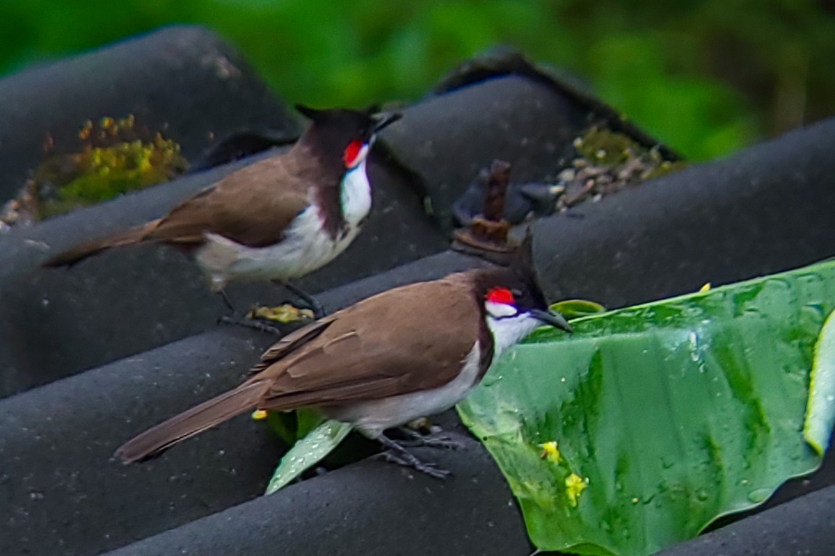 Red-whiskered Bulbul - ML643628572
