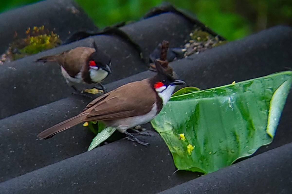 Red-whiskered Bulbul - ML643628573