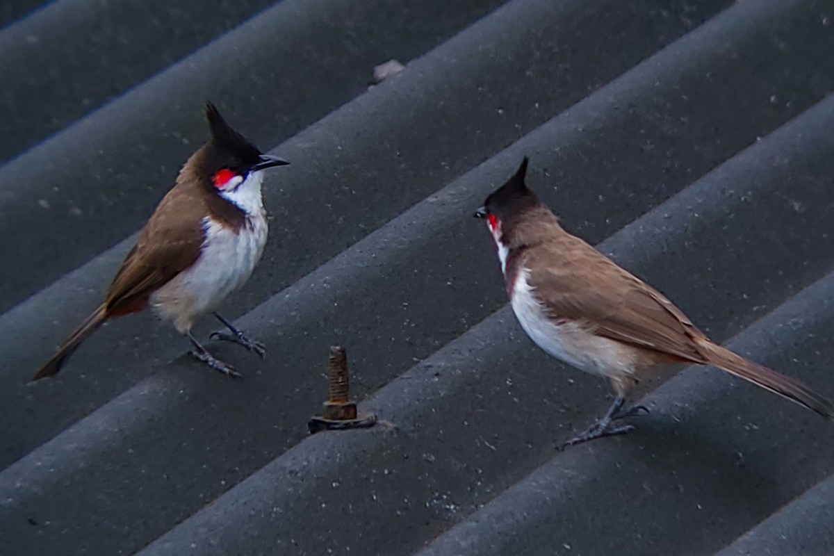 Red-whiskered Bulbul - ML643628574