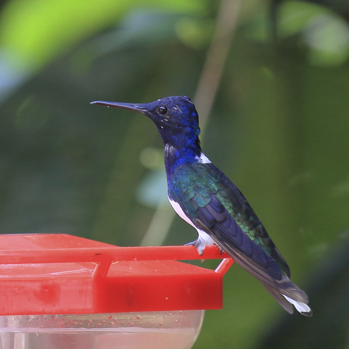 Colibri jacobin - ML643628594
