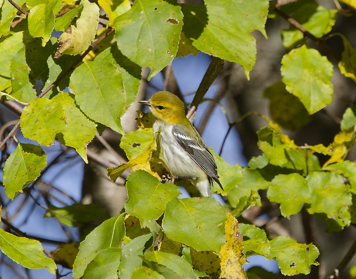 Black-throated Green Warbler - ML643628595