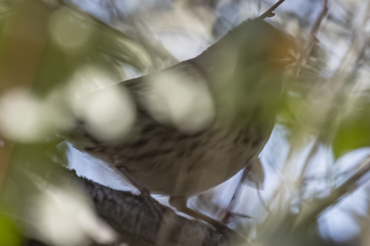 Lincoln's Sparrow - ML643628628