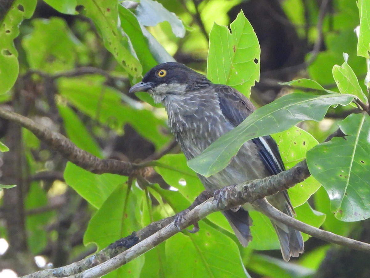 Polynesian Starling - ML643628629