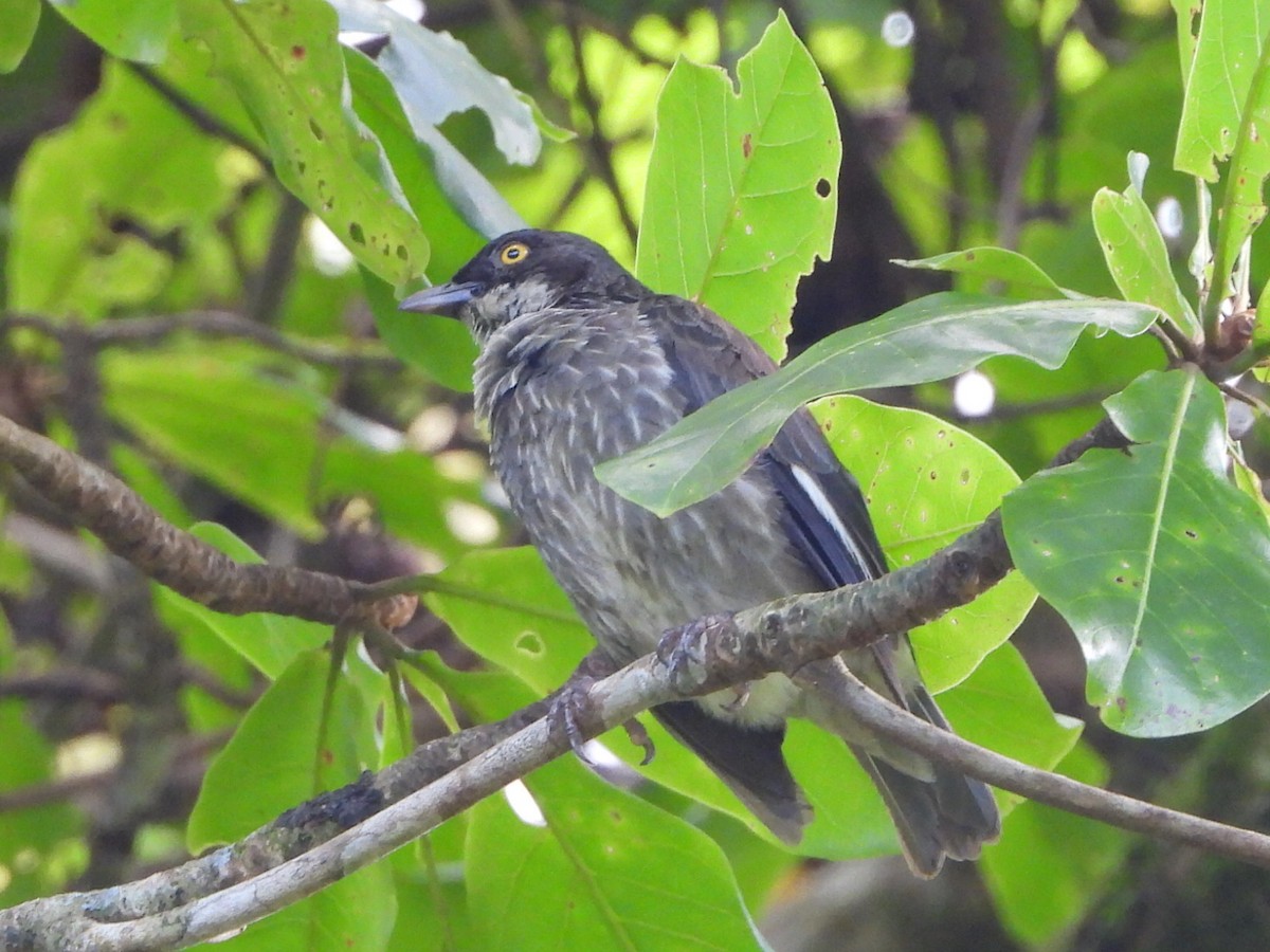 Polynesian Starling - ML643628630