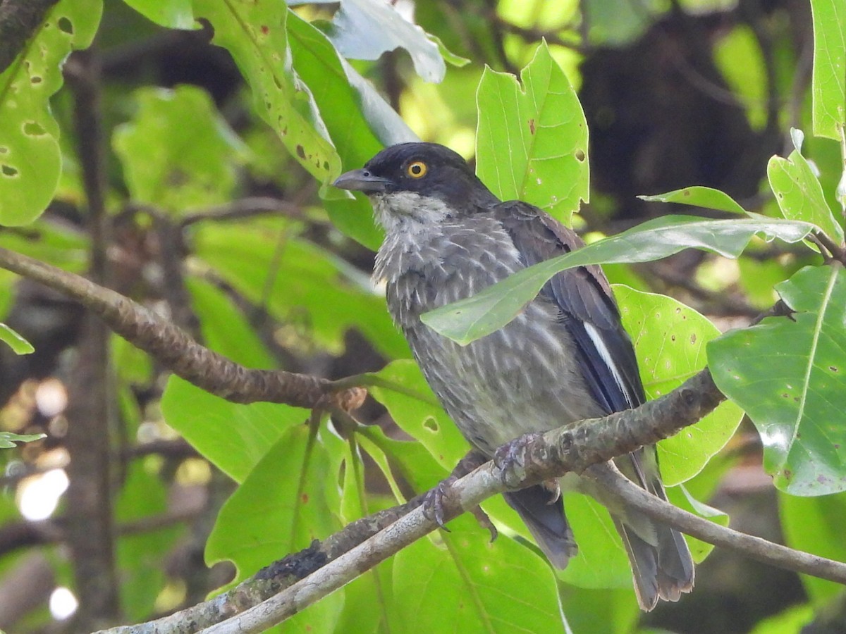Polynesian Starling - ML643628631